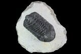 Bargain, Morocops Trilobite - Visible Eye Facets #92206-1
